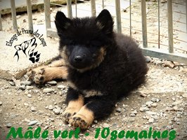 chiot eurasier